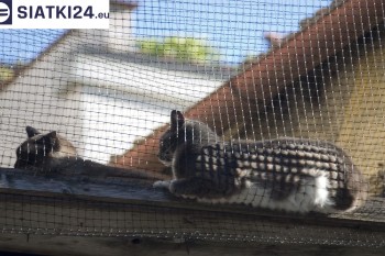 Siatki Szprotawa - Siatka na balkony dla kota i zabezpieczenie dzieci dla terenów Szprotawy